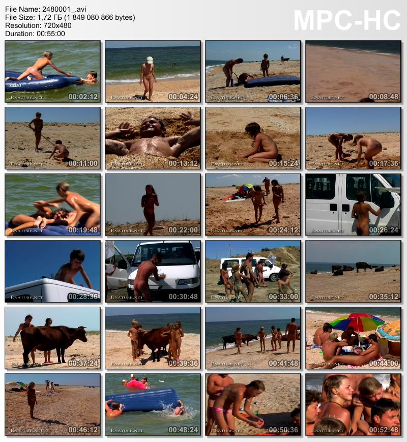 Naturist families stroll along the beach with bulls video